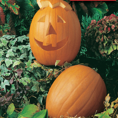VNR Fresh VNR Pumpkin Hybrid Vegetable Seed(100 per packet)