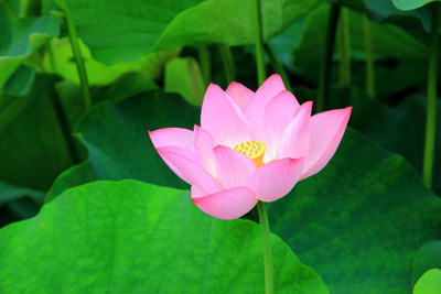 RDK lotus,kamal seeds Seed(11 per packet)