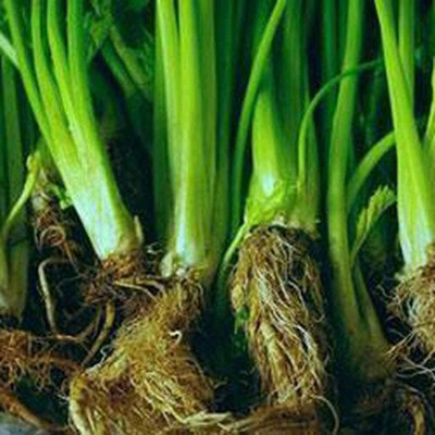 KNESSiN Celery Seed(200 per packet)