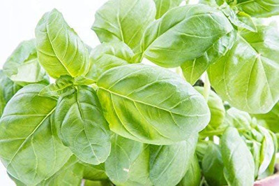 CYBEXIS LXI-39 - Basil Genovese Ocimum Basilicum - (4500 Seeds) Seed(4500 per packet)