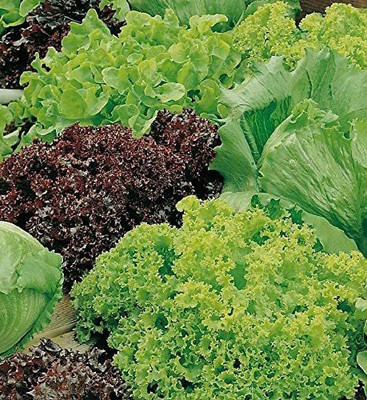 CYBEXIS Seeds of Vegetable Lettuce Headed Mixed2000 Seeds Seed(2000 per packet)