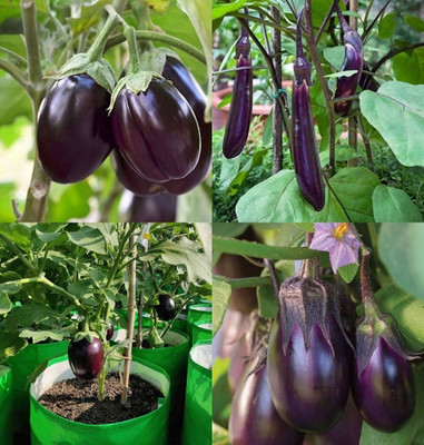 ibains Big brinjal seeds bij 82 Seed(82 per packet)