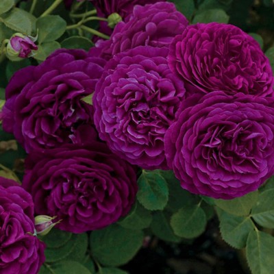 CYBEXIS HUA-82 - Purple Rose - (100 Seeds) Seed(100 per packet)