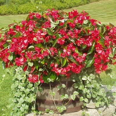 Qualtivate VVI-89 Begonia Seeds - Dragon Wing Red Seeds Seed(25 per packet)