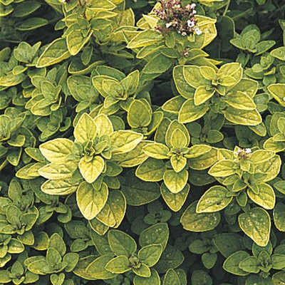 XOLDA Organic oregano herb Seed(32 per packet)