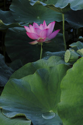 SeeGreen lotus,kamal seeds Seed(11 per packet)
