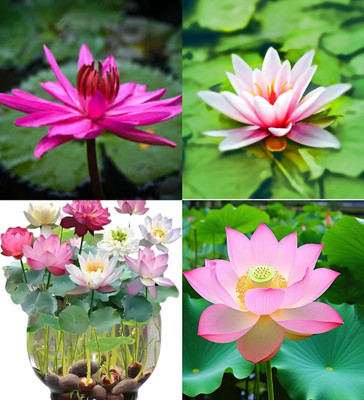 ibains Lotus seed for planting beez 12 Seed(12 per packet)