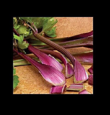 Qualtivate PUAS-127 Red Celery Seeds Seed(500 per packet)