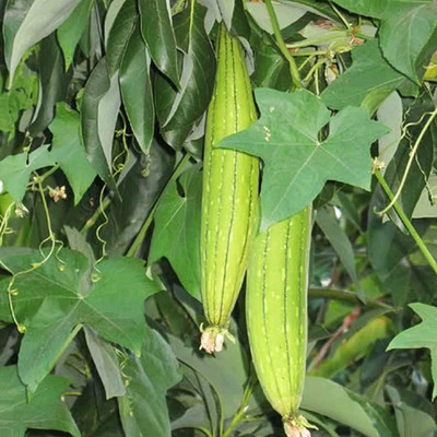CYBEXIS Vegetable Seeds for Home Rigid Gourd200 Seeds Seed(200 per packet)