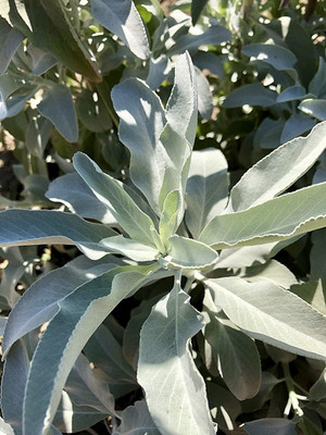 CYBEXIS LXI-39 - White Sage - (450 Seeds) Seed(450 per packet)