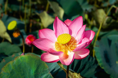NELASCO lotus,kamal gatta Seed(11 per packet)