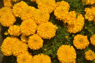 GOROOT marigold,gende ka phool seeds Seed(20 per packet)