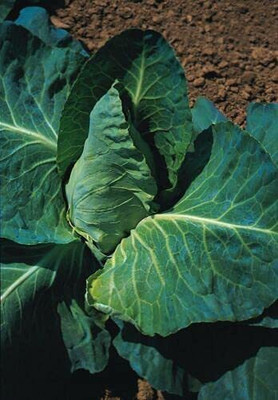 CYBEXIS Seeds of Vegetable Cabbage Grayhound2000 Seeds Seed(2000 per packet)