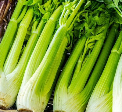 ENTENT Jemna leaf celery Seed(80 per packet)