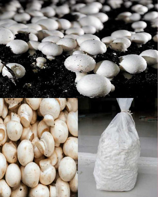 rrr Button mushroom seed,organic,Healthy,Vegetable Seed(200 g)