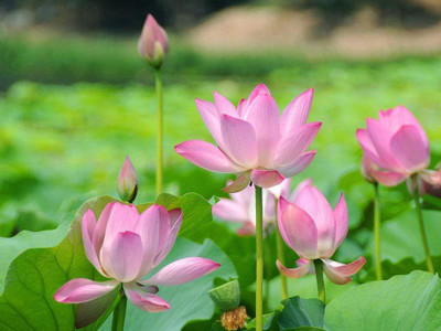 VibeX XL-80 - Water Lily/Lotus - (90 Seeds) Seed(90 per packet)