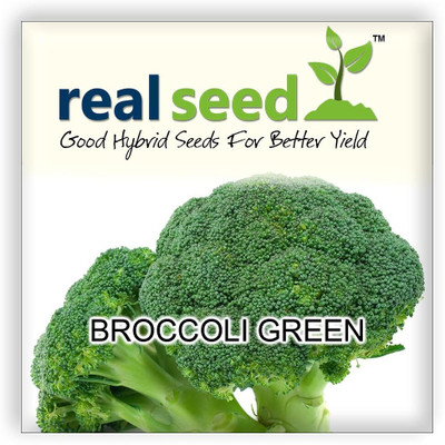 KNESSiN Broccoli Green Imported Seed(200 per packet)