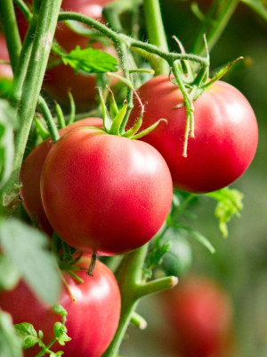 VEDHAHI Tomato Seed(50 per packet)