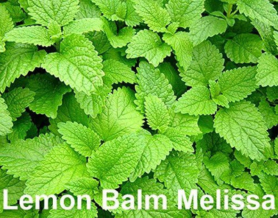 Qualtivate HUA-6A Lemon Balm Seeds Seed(200 per packet)