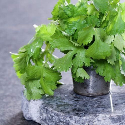 KNESSiN Herb, Coriander Calypso-{2000 Seeds} Seed(2000 per packet)