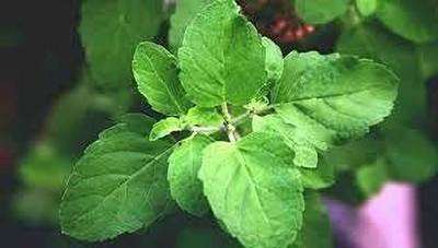 Aywal Krishna Tulsi Seed(20 per packet)