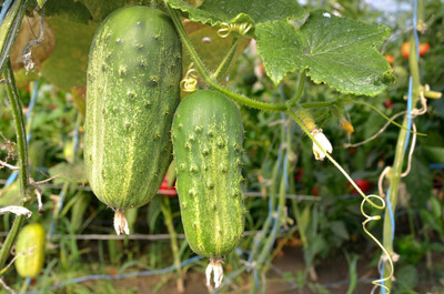 the green dotcom Desi White Cucumber Vegetable Seed(187 per packet)