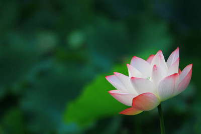 Aavik lotus,kamal gatta Seed(11 per packet)