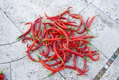 Qualtivate PUA-1A Long Hot Indian Chilli Seed(300 per packet)