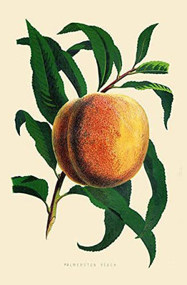 ACCELCROP Peach Aadu Fruit Seed(6 per packet)