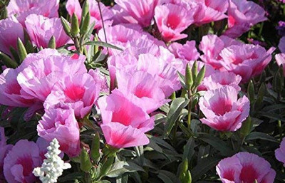 Aywal Evening Stock Matthiola Red Flower Seeds Mix/Reseeding Annual Seed(100 per packet)