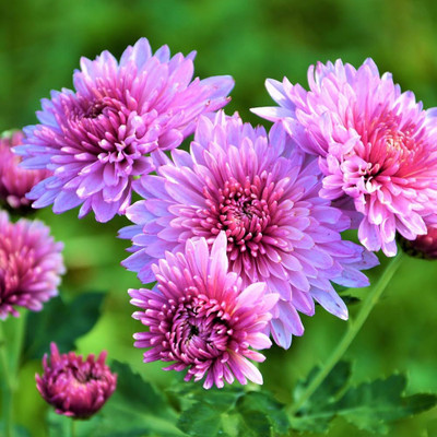 BDSresolve Chrysanthemum flower seeds mixed PACK OF 23 Seed(23 per packet)