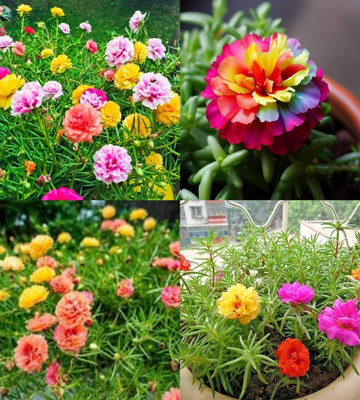 ibains Portulaca flower seeds mixed colour bij 67 Seed(67 per packet)