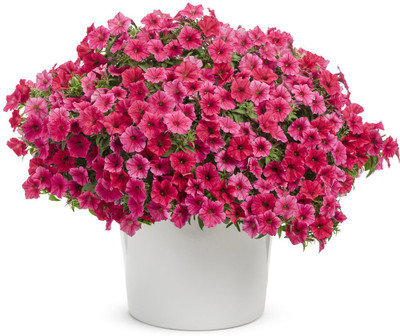 WHADE Red Paradise Petunia hybrid Seed(70 per packet)