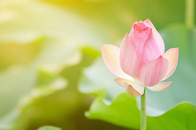Prigobuy lotus,kamal gatta Seed(15 per packet)