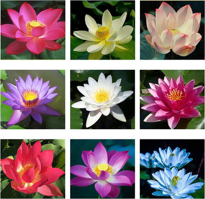 CYBEXIS TLX-7 - Beautiful White Pink Dwarf Aquatic Water Lily - (270 Seeds) Seed(270 per packet)