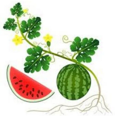Qualtivate PUAS-4A Tharuboosani Tarabooj Watermelon Seed(100 per packet)