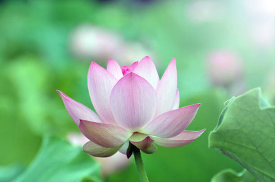 PARAM lotus,kamal gatta Seed(11 per packet)