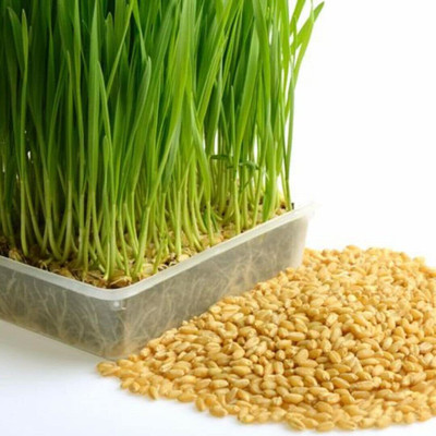 Aywal Wheatgrass Seed(500 per packet)