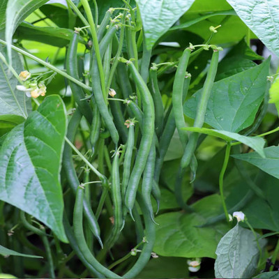 VEDHAHI Beans Seed(20 per packet)