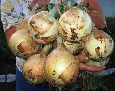 KNESSiN F1 Hybrid Giant Chalcedon Onion Seeds for Terrace Gardening-(1200 Seeds) Seed(1200 per packet)