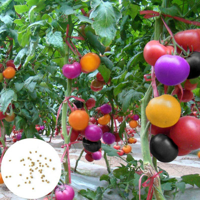 CYBEXIS Multi-Color Tomato Seeds500 Seeds Seed(500 per packet)