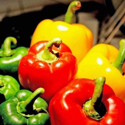 KNESSiN Capsicum Rainbow Seed(400 per packet)