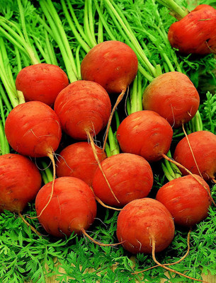 CYBEXIS PAU-45 - Round Carrots for Small Spaces - (750 Seeds) Seed(750 per packet)