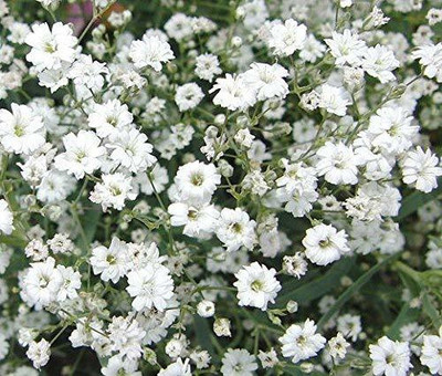 CYBEXIS Gypsophila Snow White Flower Seeds Seed(50 per packet)