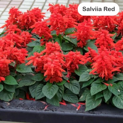 Ordershock Red Salvia Seeds: Vibrant Blooms for Your Garden Sanctuary Seed(10 g)