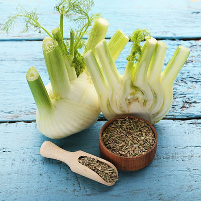 CYBEXIS XLR-6 - Cool-Weather Florence Fennel (Finnochio) - (2250 Seeds) Seed(2250 per packet)