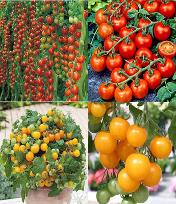 ibains Tomato hybrid seeds bij 49 Seed(79 per packet)