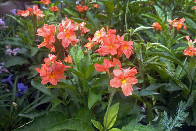 DIPA kanakambaram-firecracker-crossandra Seed(14 per packet)