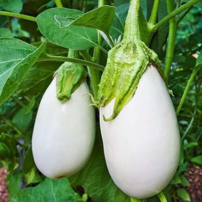 ASPEN White Brinjal Seeds | Vellai Katharikai Seed(75 per packet)