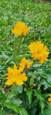 NATURE FARM kanakambaram-firecracker-crossandra Seed(37 per packet)